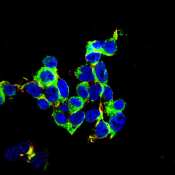 KIT Antibody