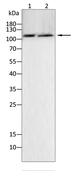 KIT Antibody