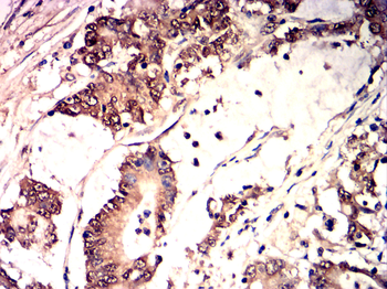 YAP1 Antibody