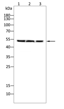 YAP1 Antibody