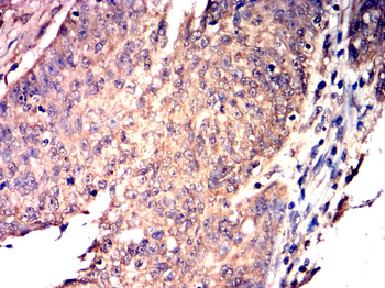 SIRT3 Antibody