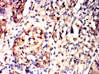 SIRT3 Antibody