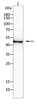 SIRT3 Antibody
