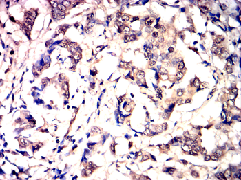 GSDMD Antibody