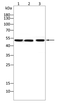 GSDMD Antibody