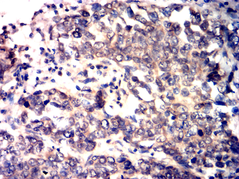 WNT1 Antibody