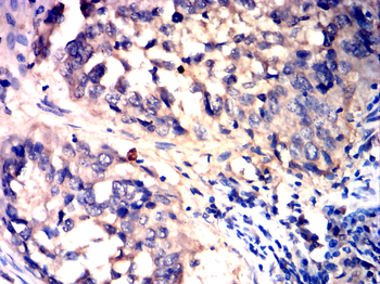 WNT1 Antibody