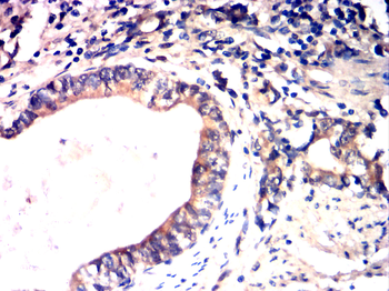 WNT1 Antibody