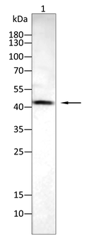 WNT1 Antibody
