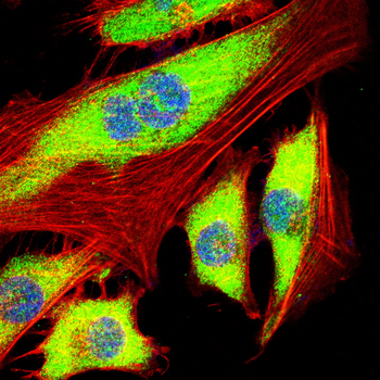 BCL2L1 Antibody