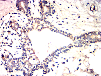 BCL2L1 Antibody