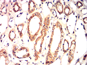 BCL2L1 Antibody