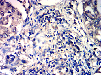 BCL2L1 Antibody