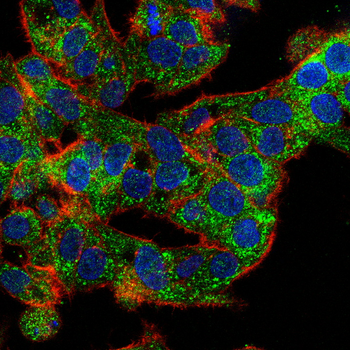CYP11A1 Antibody