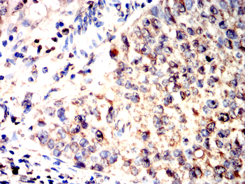 CYP11A1 Antibody