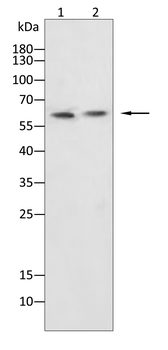 CYP11A1 Antibody