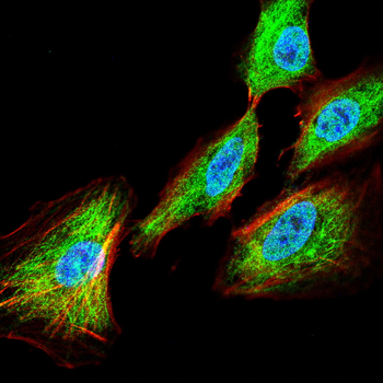 INS Antibody