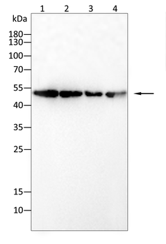 Mitofusin-1 Antibody