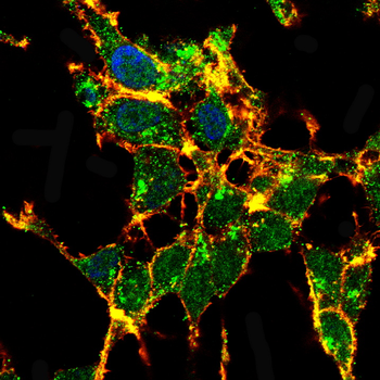 GRIA1 Antibody