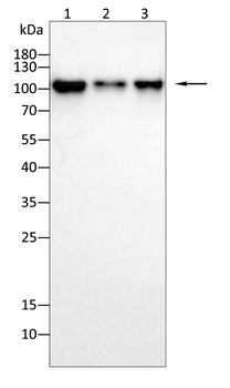 GRIA1 Antibody
