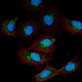 GLI1 Antibody