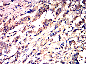 CEBPA Antibody