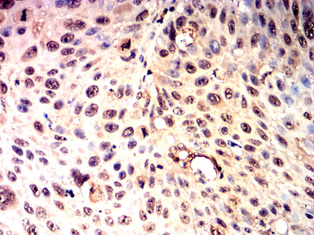 CEBPA Antibody