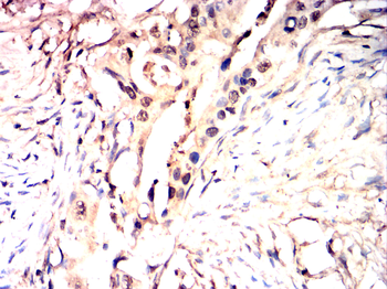 CEBPA Antibody