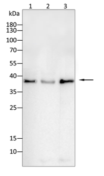 CEBPA Antibody