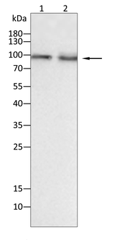 EPAS1 Antibody