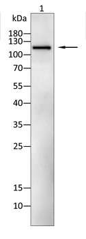 TLR9 Antibody