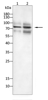 MMP9 Antibody