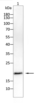 BAD Antibody