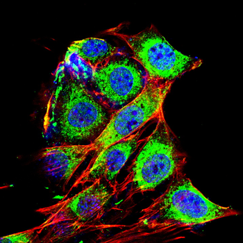 KRT19 Antibody