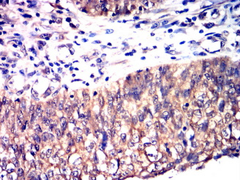 KRT19 Antibody