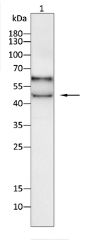 KRT19 Antibody