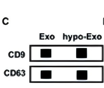 CD9 Antibody
