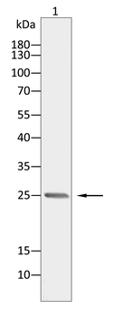 CD9 Antibody