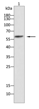 CYP19A1 Antibody