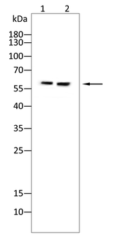 CYP19A1 Antibody