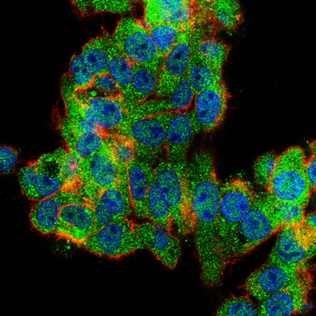 CYP19A1 Antibody