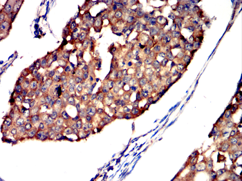 CYP19A1 Antibody