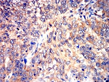 CYP19A1 Antibody