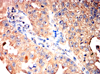CYP19A1 Antibody