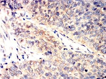 CYP19A1 Antibody
