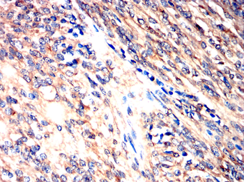 CYP19A1 Antibody