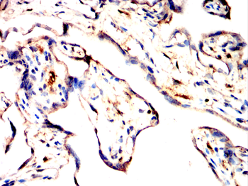 CYP19A1 Antibody