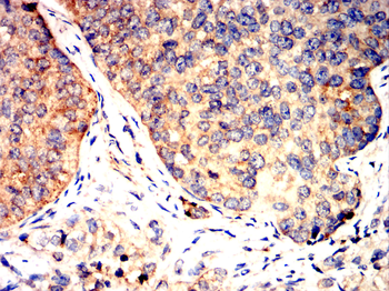 CYP19A1 Antibody