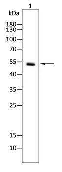 MMP13 Antibody