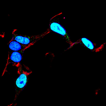 NANOG Antibody